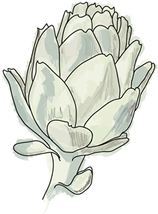 artichoke